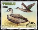 Pacific Black Duck (Anas superciliosa)